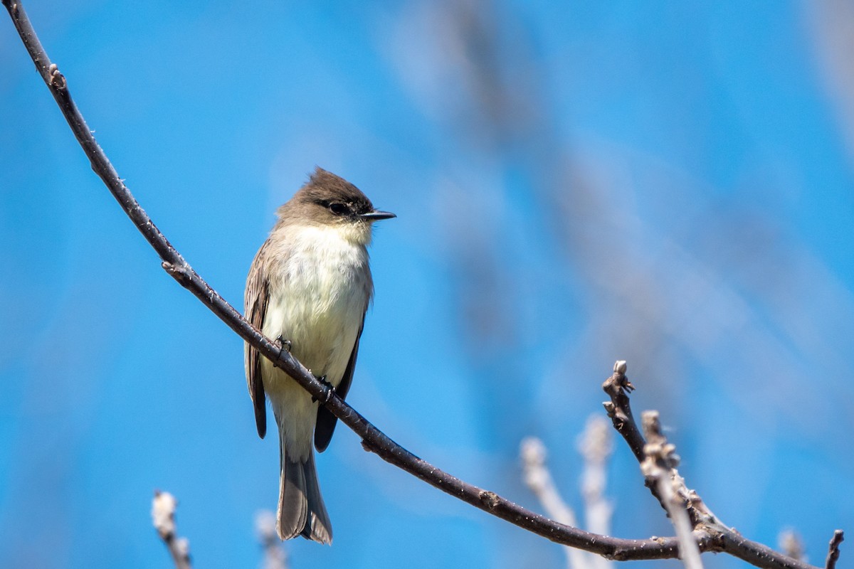 Eastern Phoebe - ML222798221