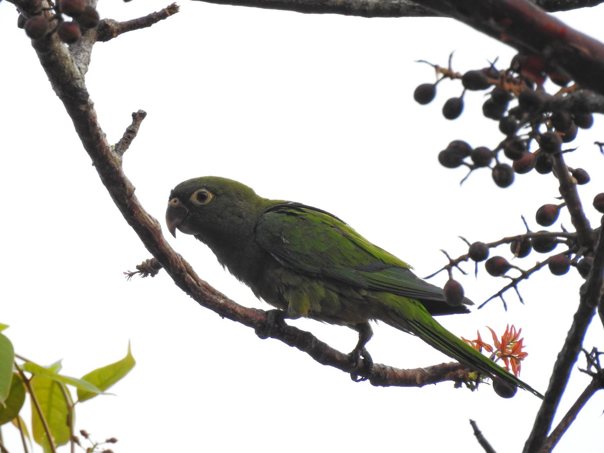 Olive-throated Parakeet - ML222799041