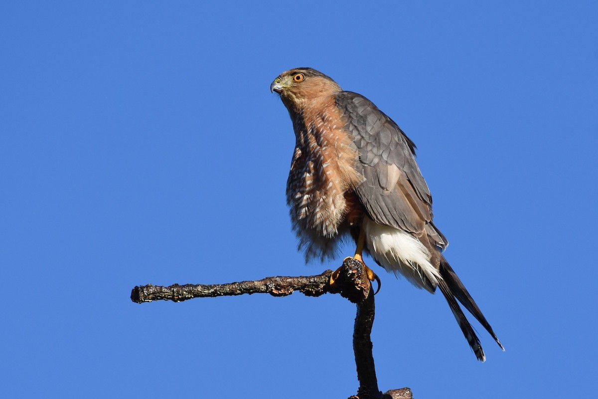 Cooper's Hawk - ML222799921