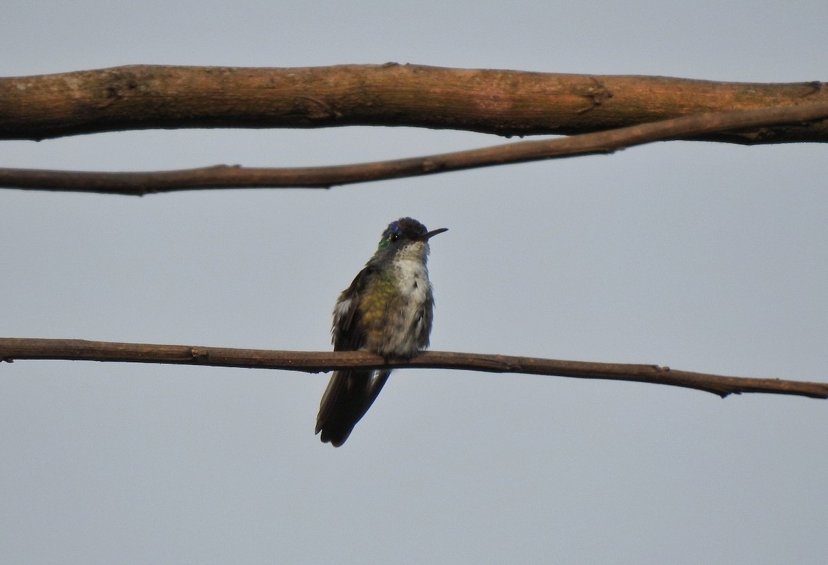 Azure-crowned Hummingbird - Anonymous