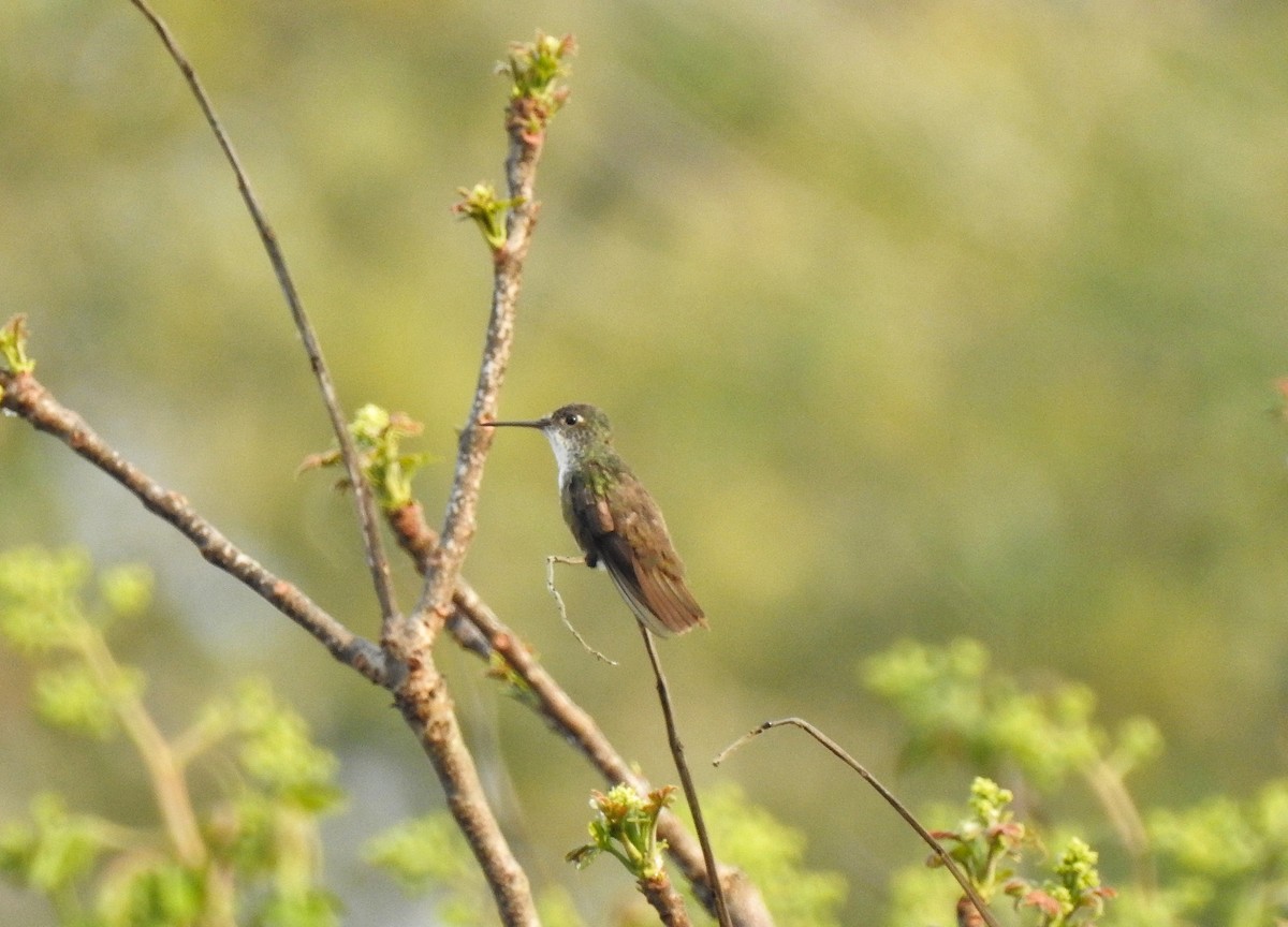 Azure-crowned Hummingbird - Anonymous