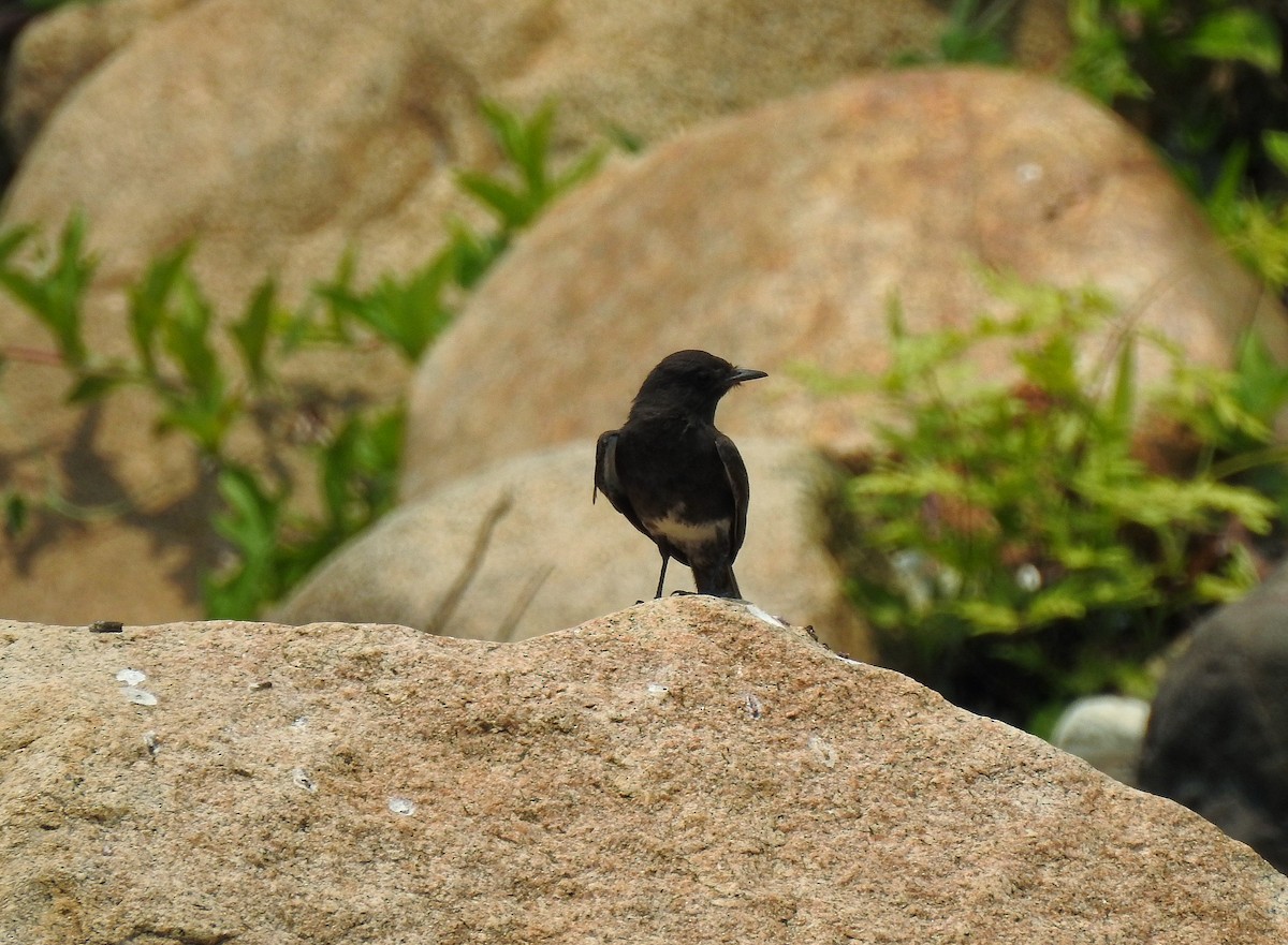 Black Phoebe - ML222801601