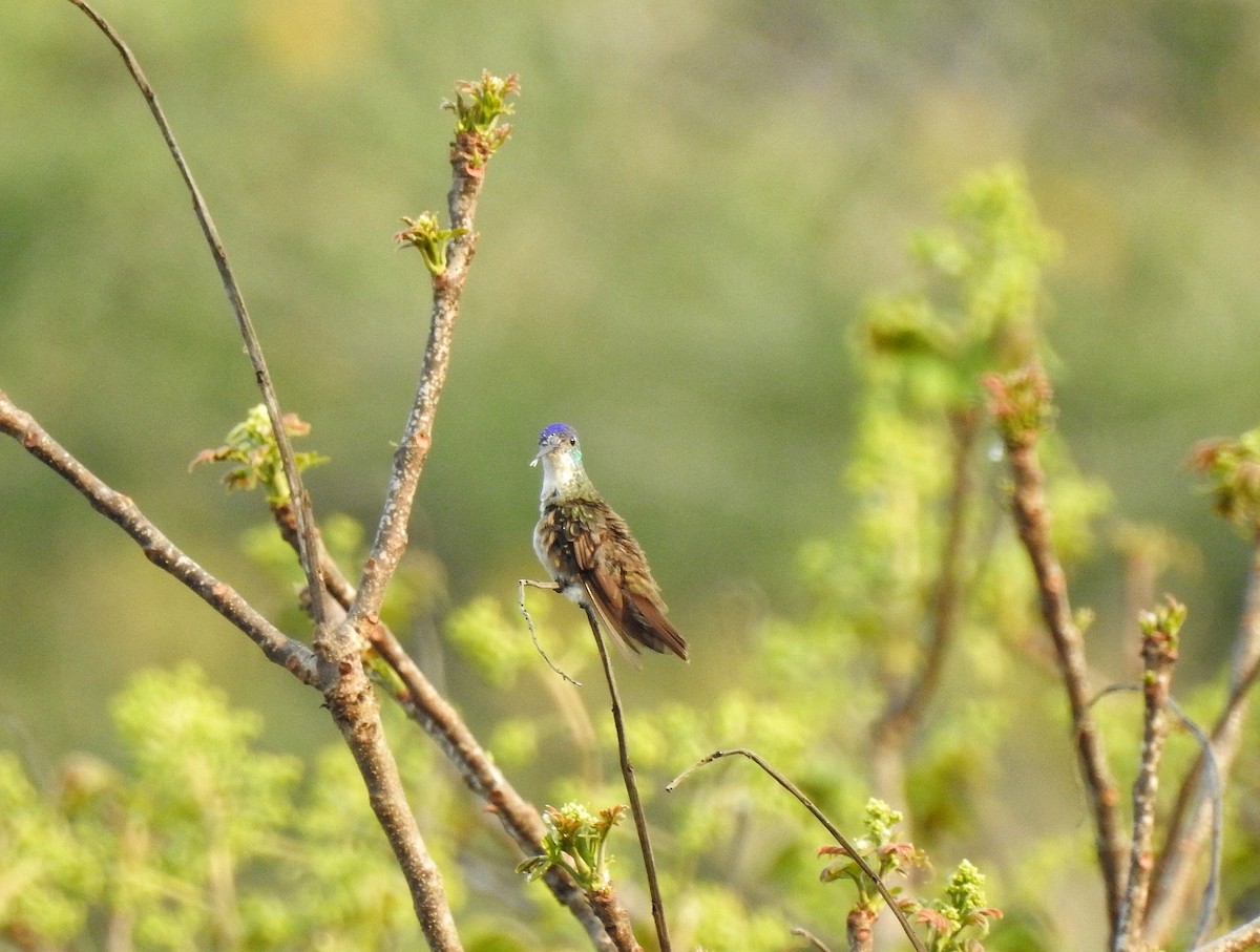 asurkronekolibri - ML222801671