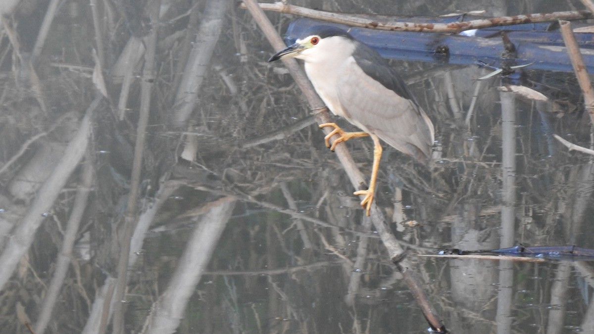 Black-crowned Night Heron - ML222802121