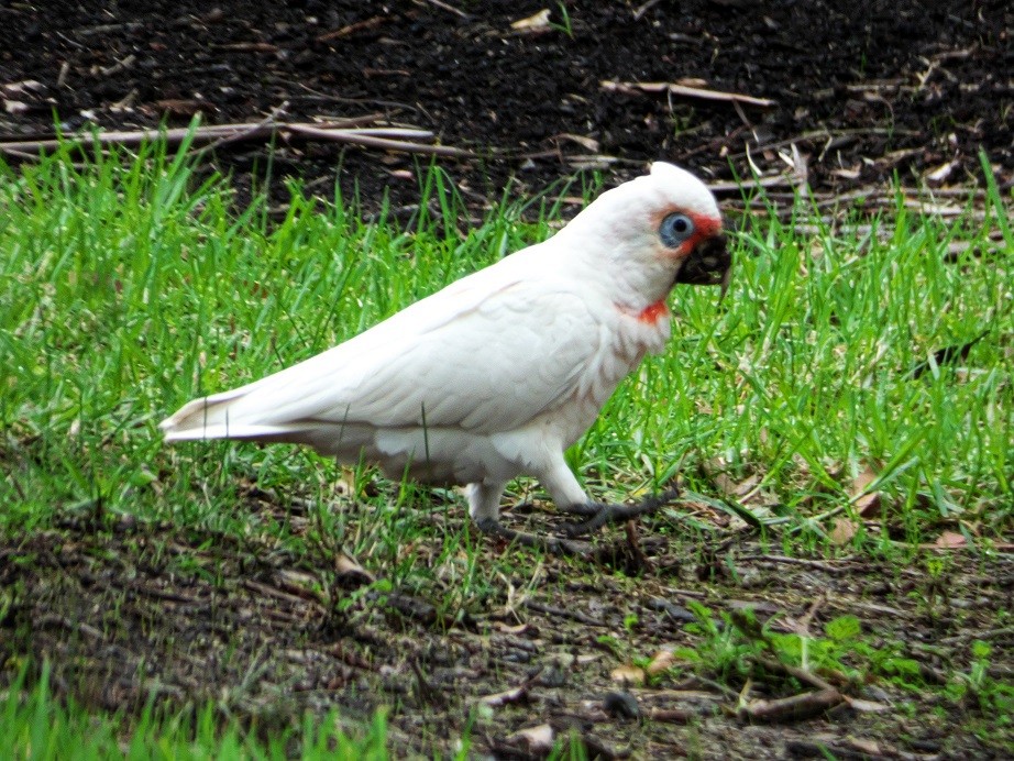 Long-billed Corella - Alfons  Lawen