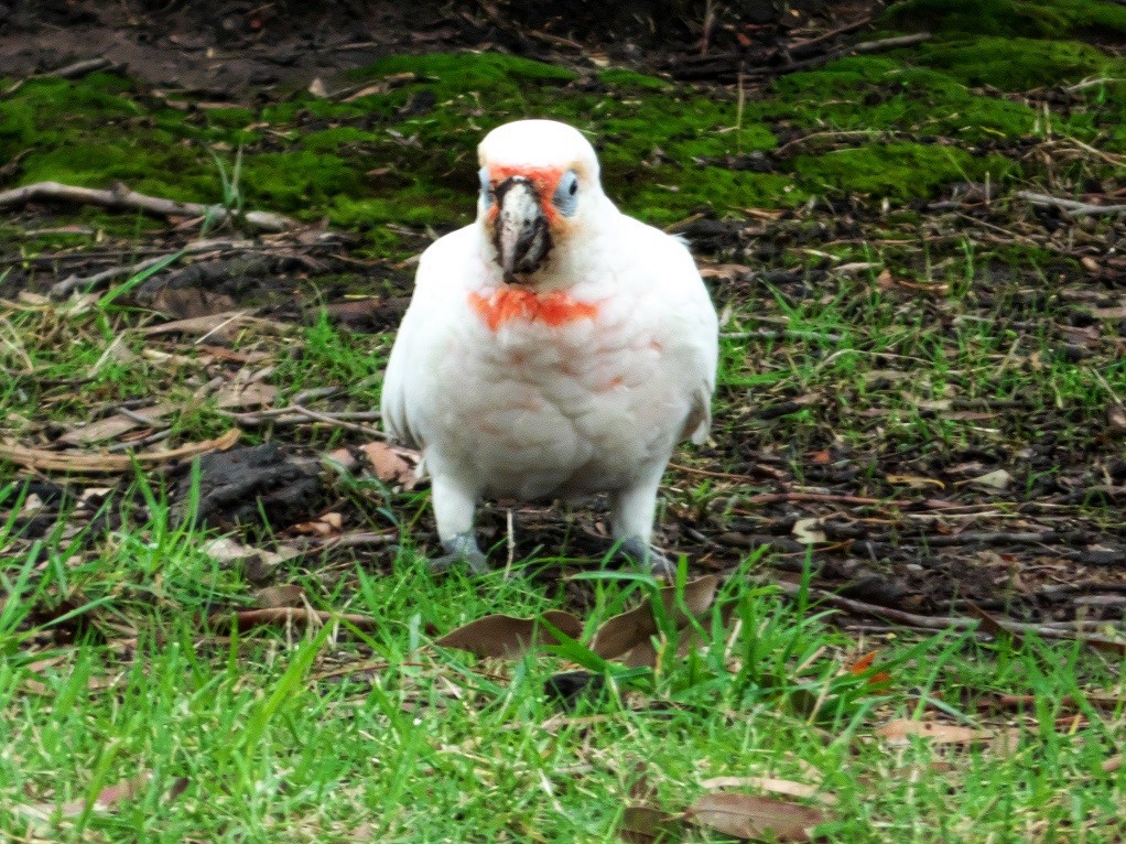 Long-billed Corella - ML222803641