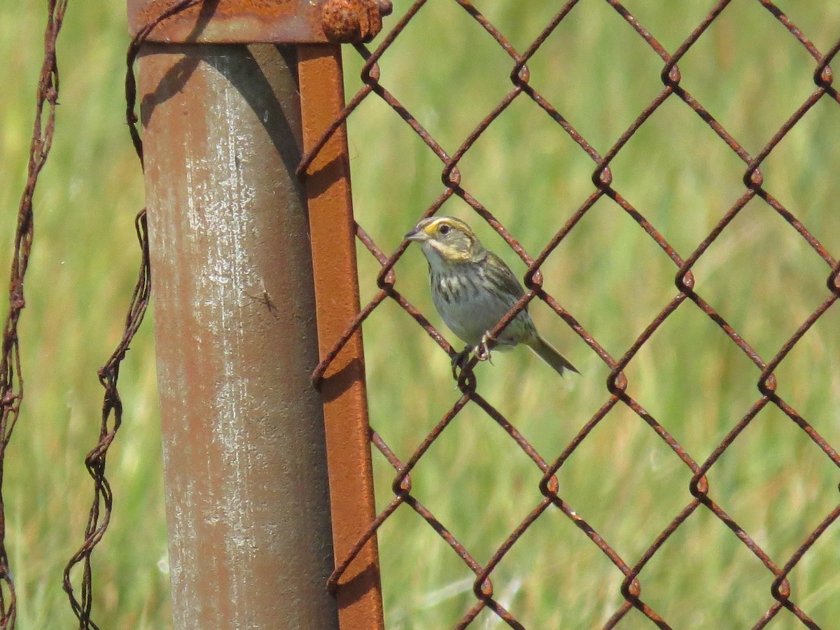 Saltmarsh Sparrow - Brad Murphy