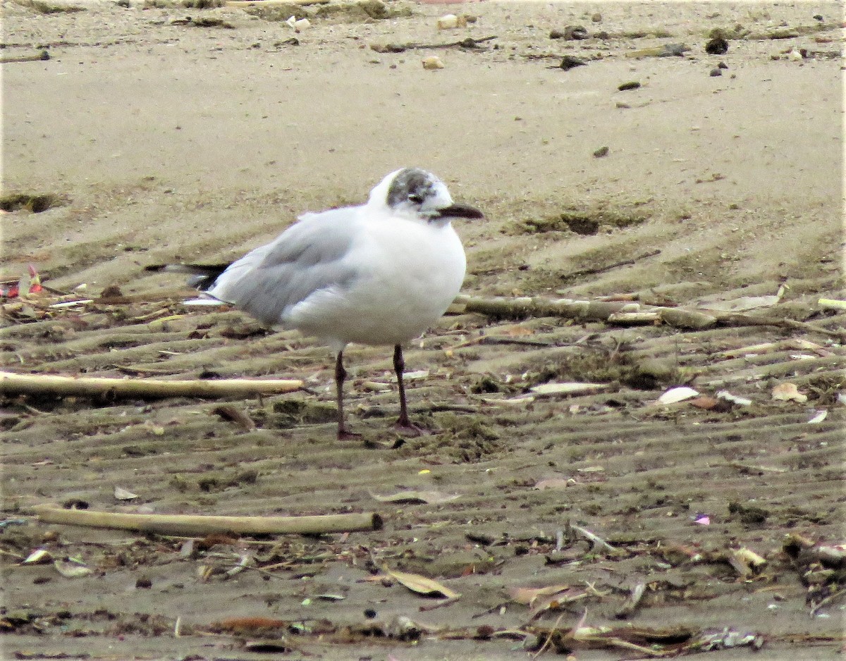 Mouette rieuse - ML222804821