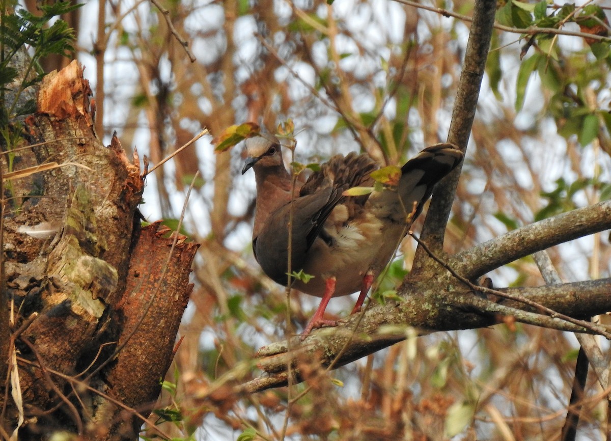 White-tipped Dove - Anonymous