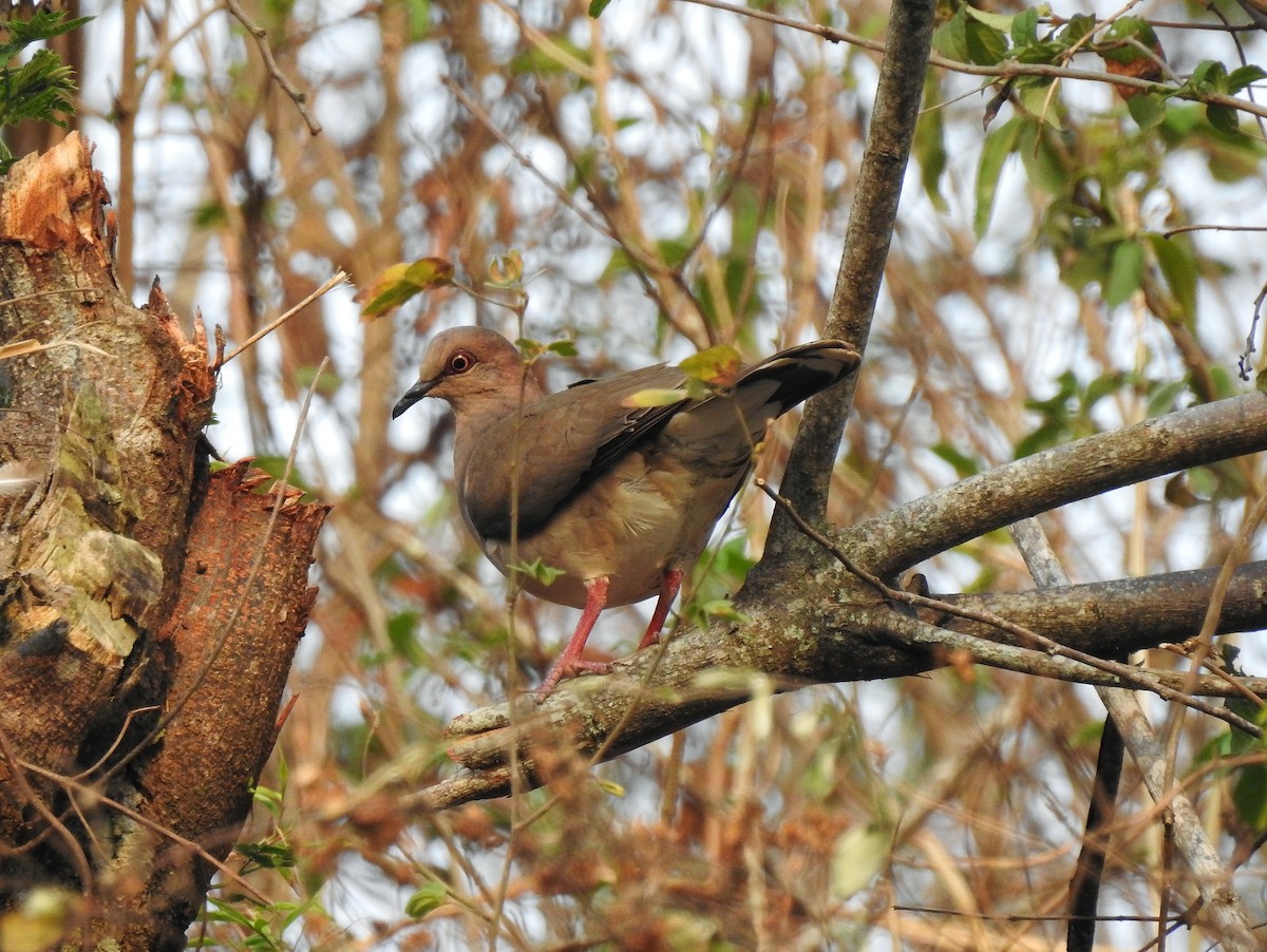 White-tipped Dove - Anonymous