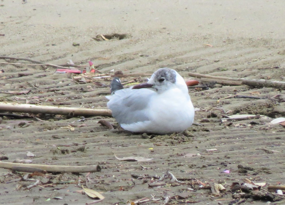 Mouette rieuse - ML222805591