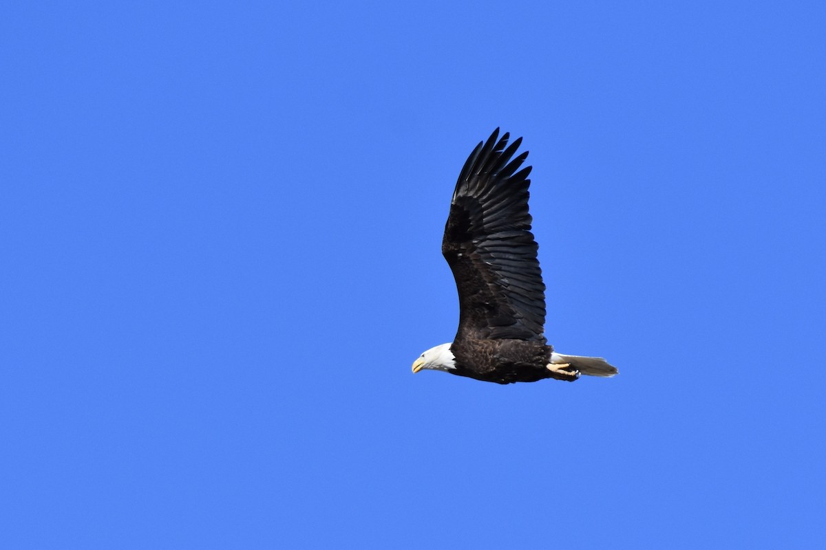 Bald Eagle - Terry Liddell