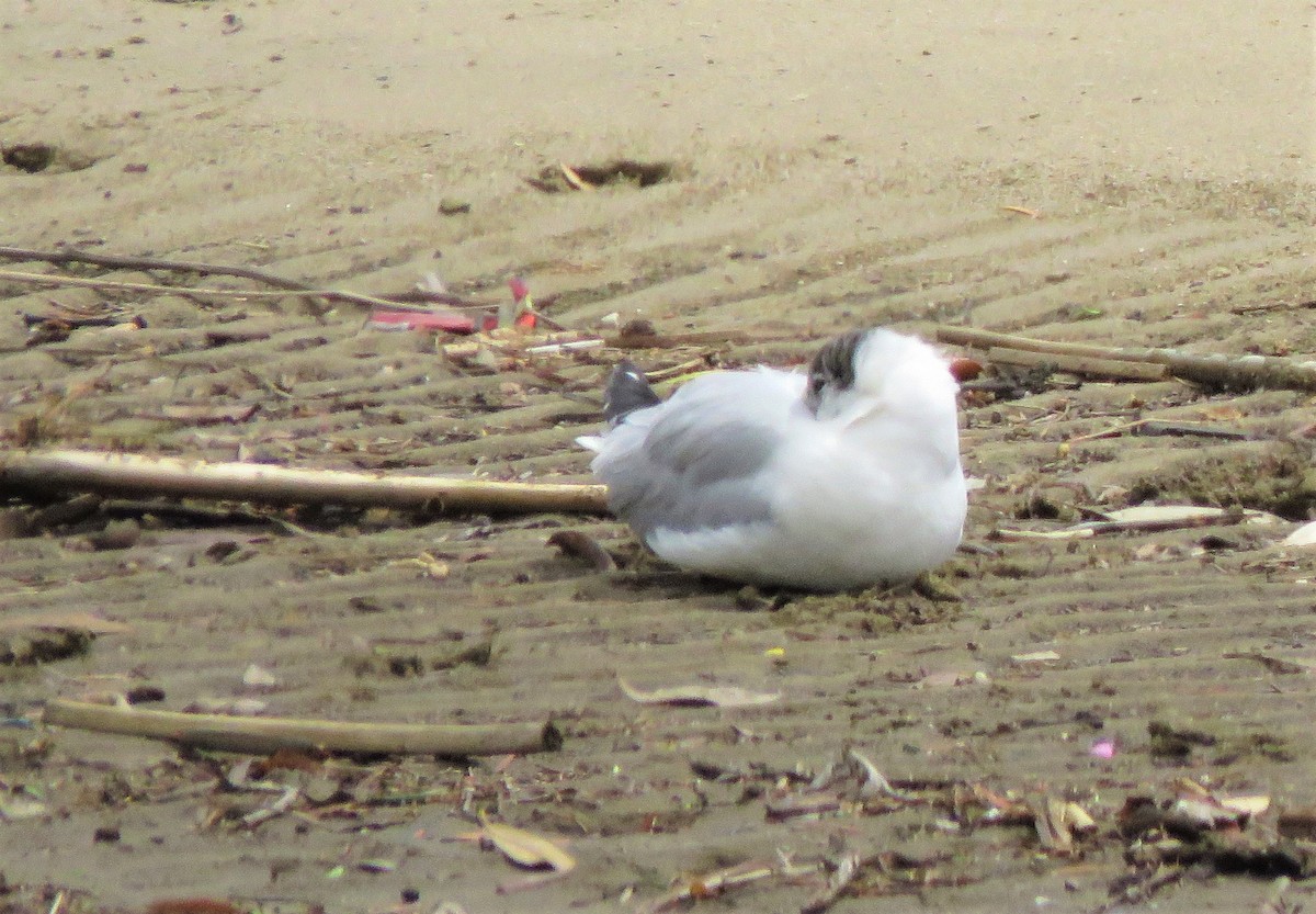 Mouette rieuse - ML222806451