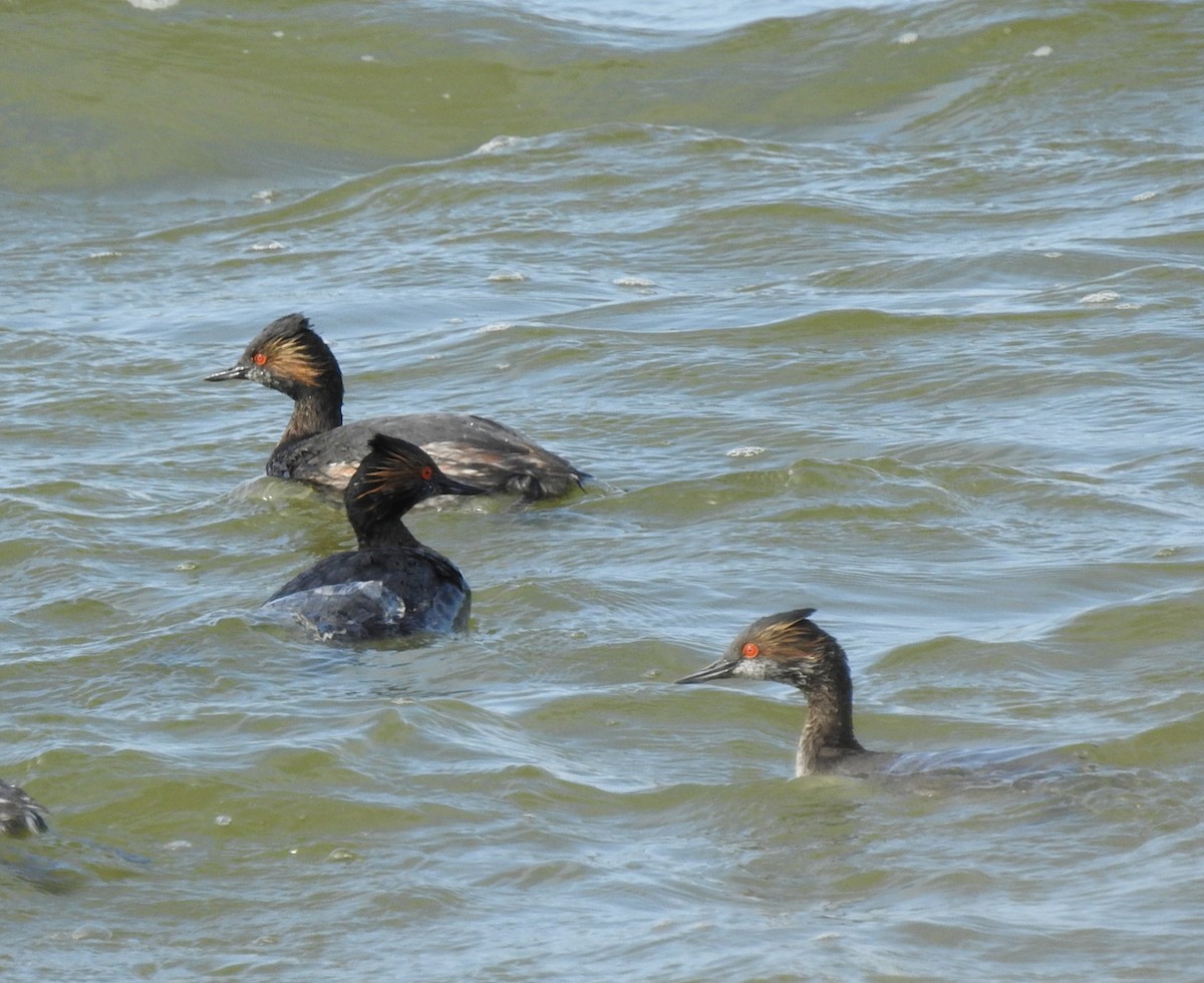 Eared Grebe - ML222810621