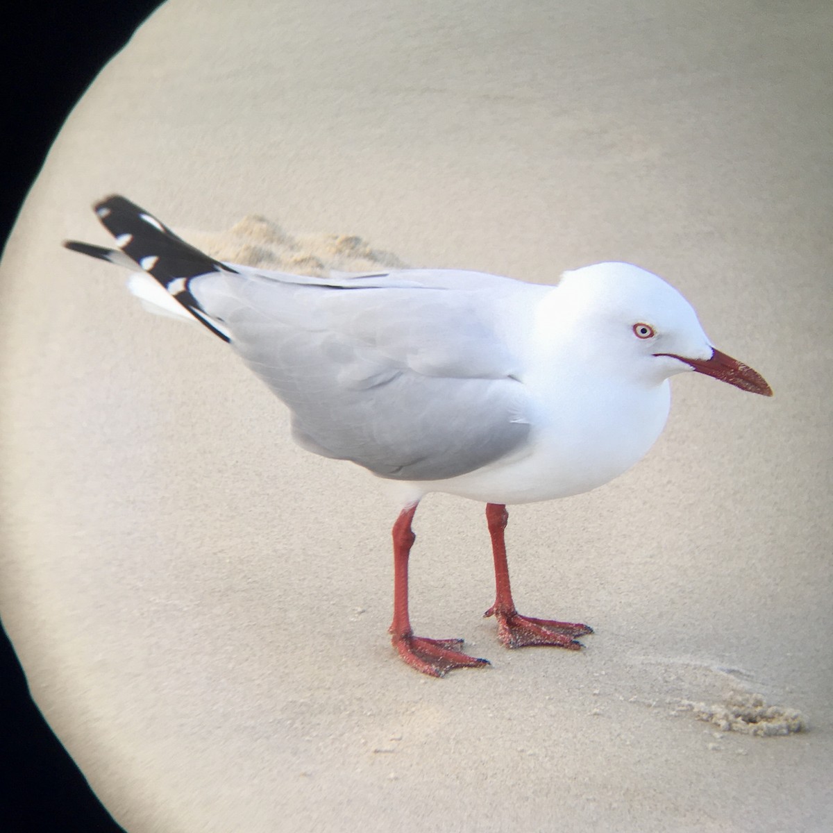 Silver Gull - ML222811431