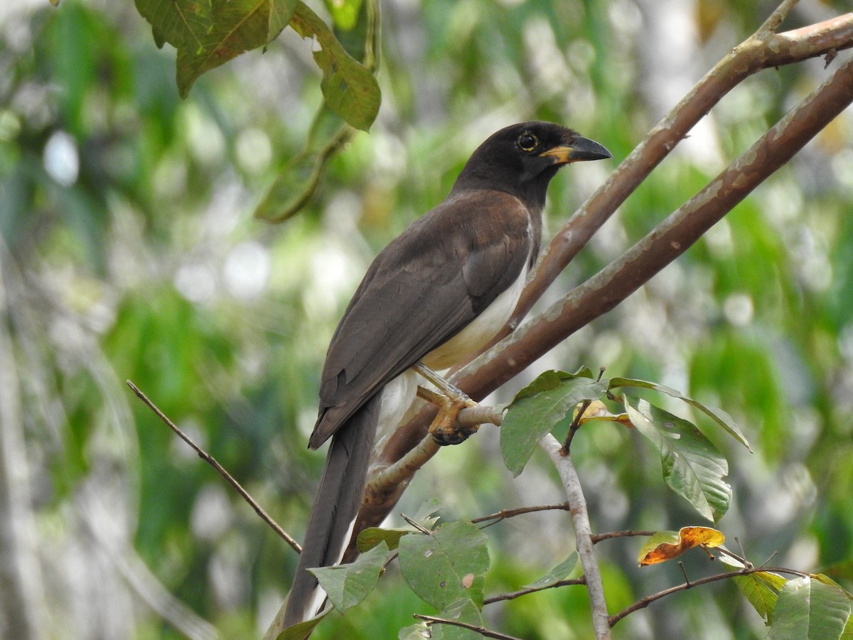 Brown Jay - ML222811781