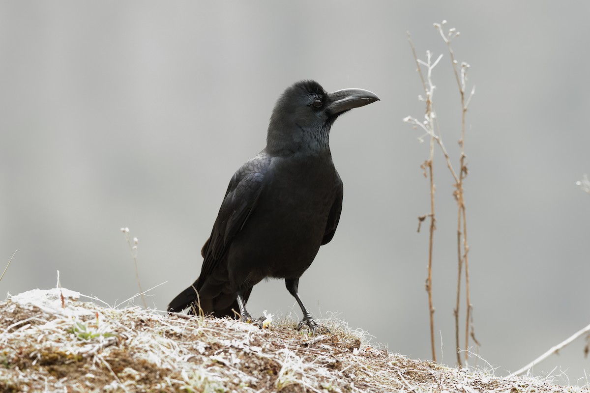 Large-billed Crow - ML222812151