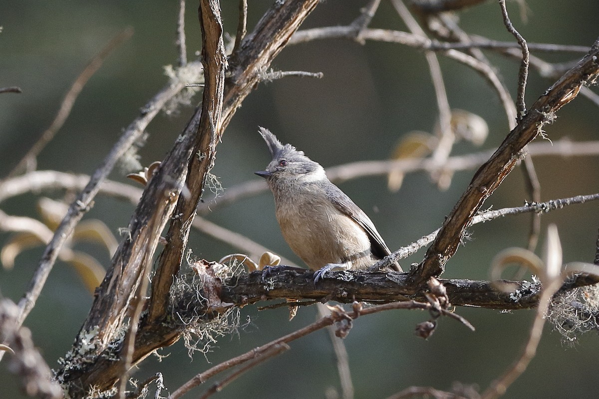 Gray-crested Tit - ML222812321