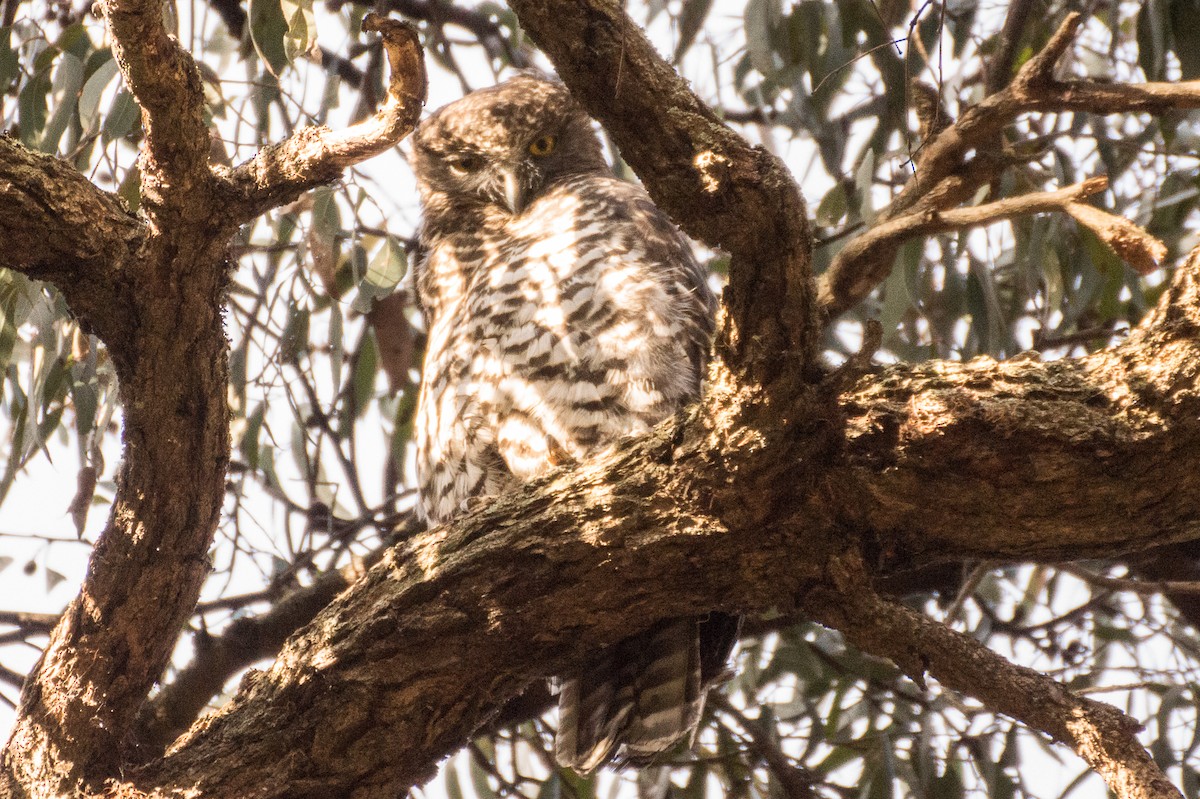 Powerful Owl - ML22281521