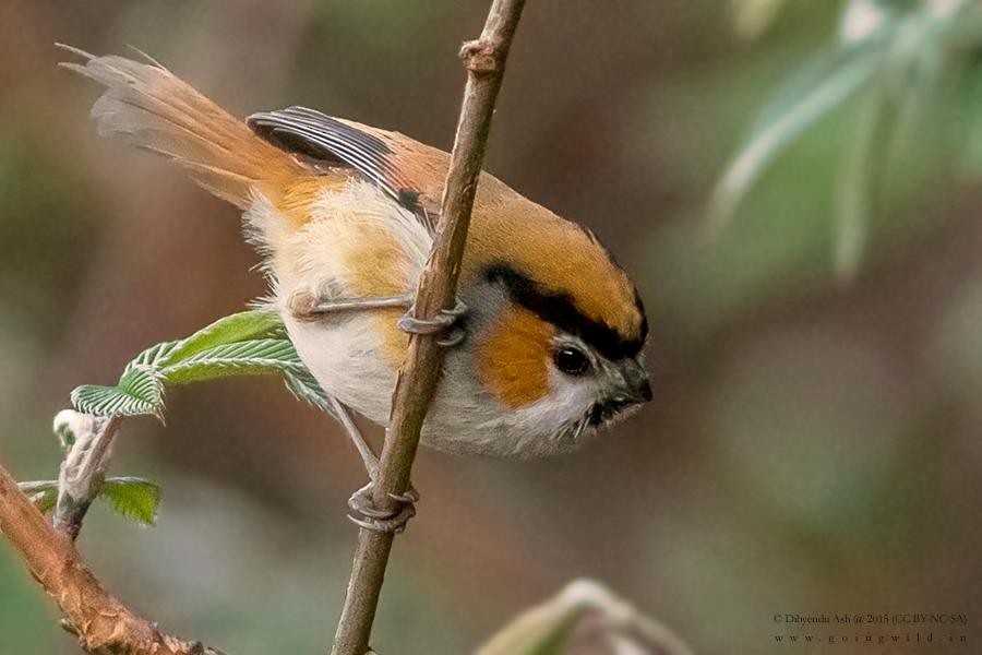 Black-throated Parrotbill - ML222815481