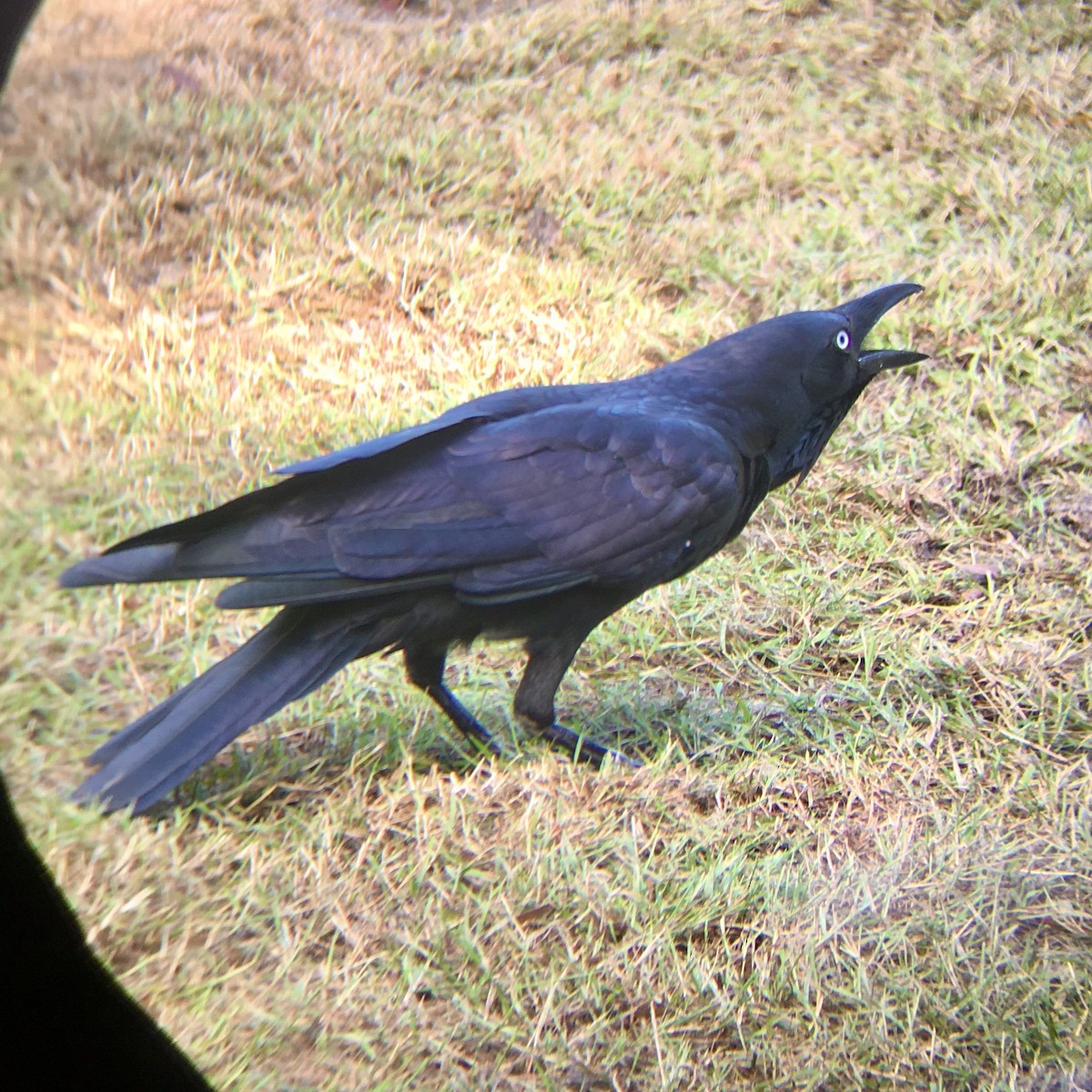 Torresian Crow - ML222815711