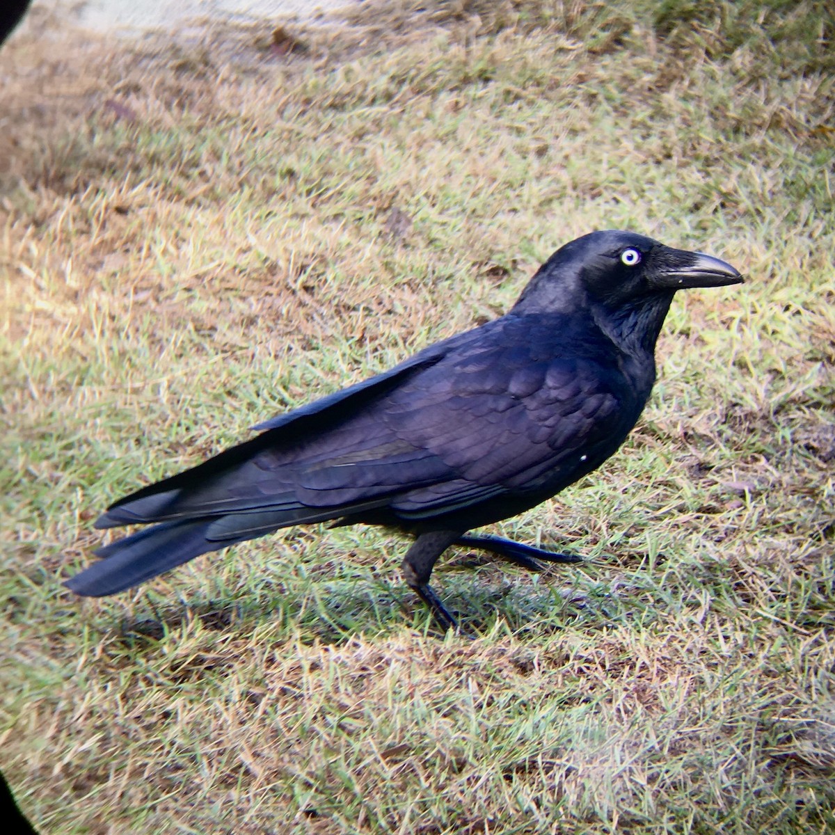 Torresian Crow - ML222815721
