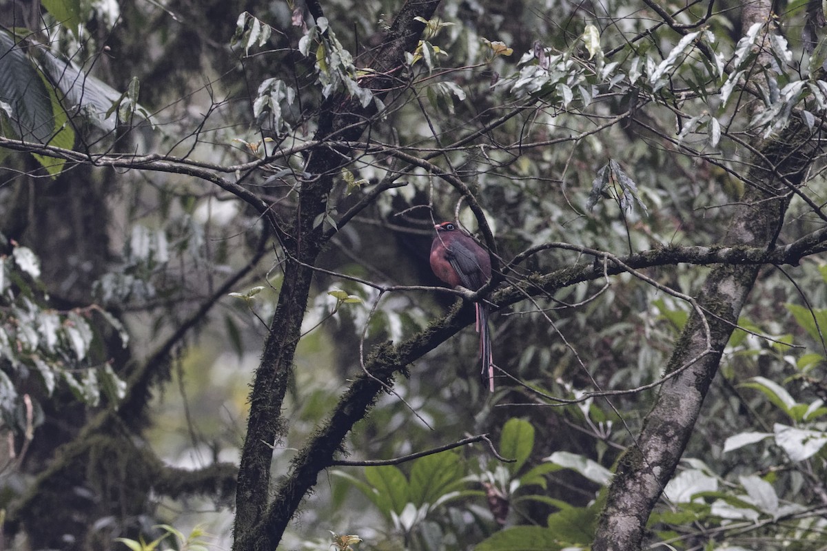 Rosenschwanztrogon - ML222816511