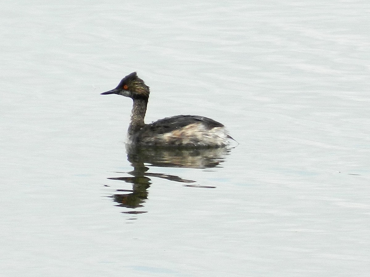 Eared Grebe - ML222816781