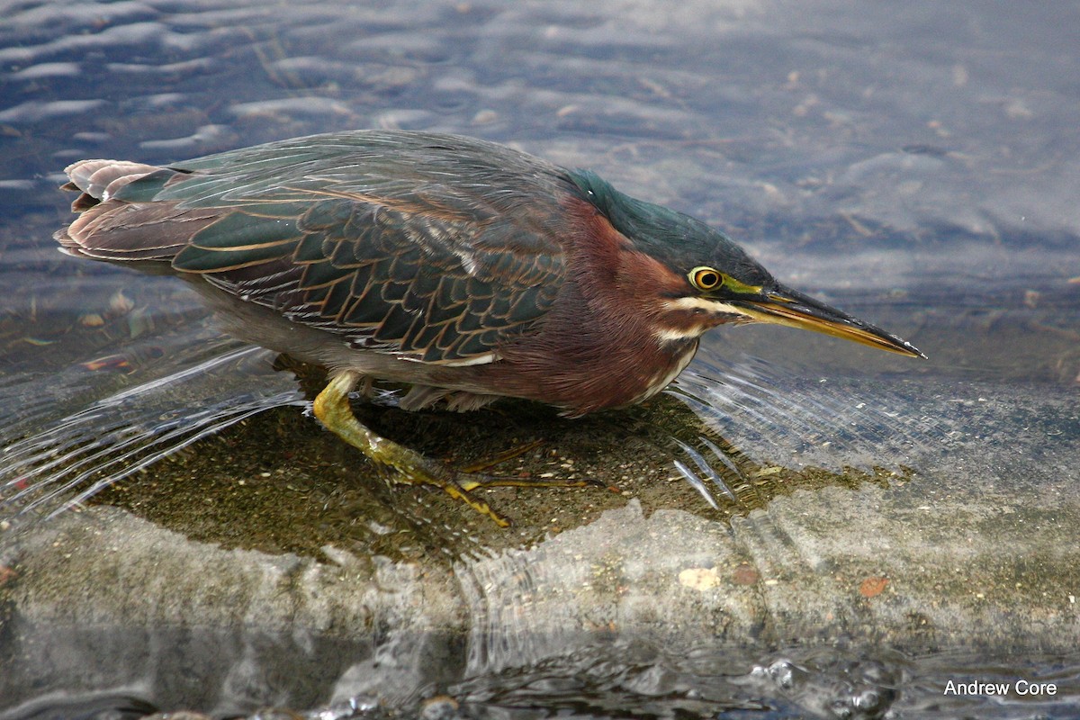 Green Heron - ML22281781