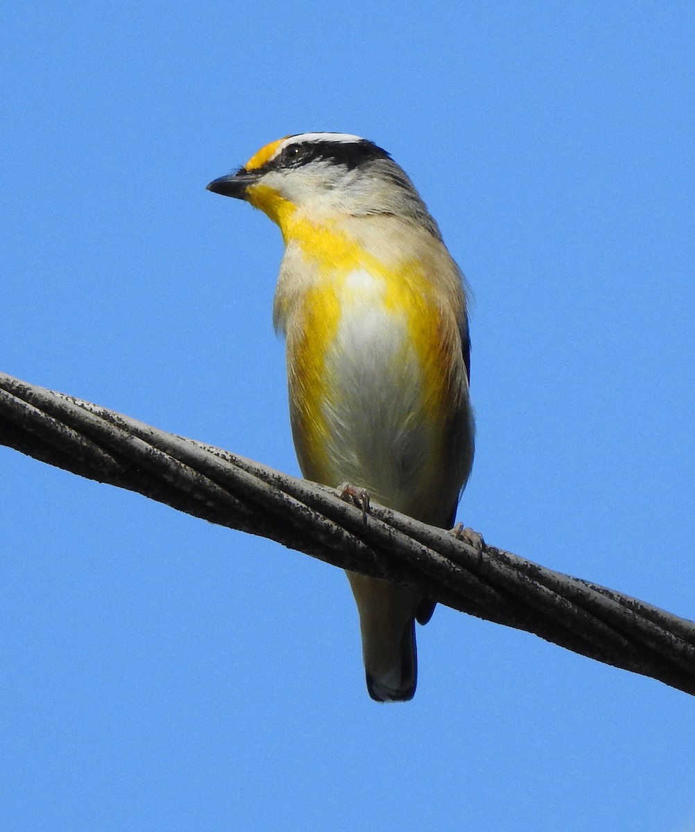 Pardalote Estriado - ML222818231