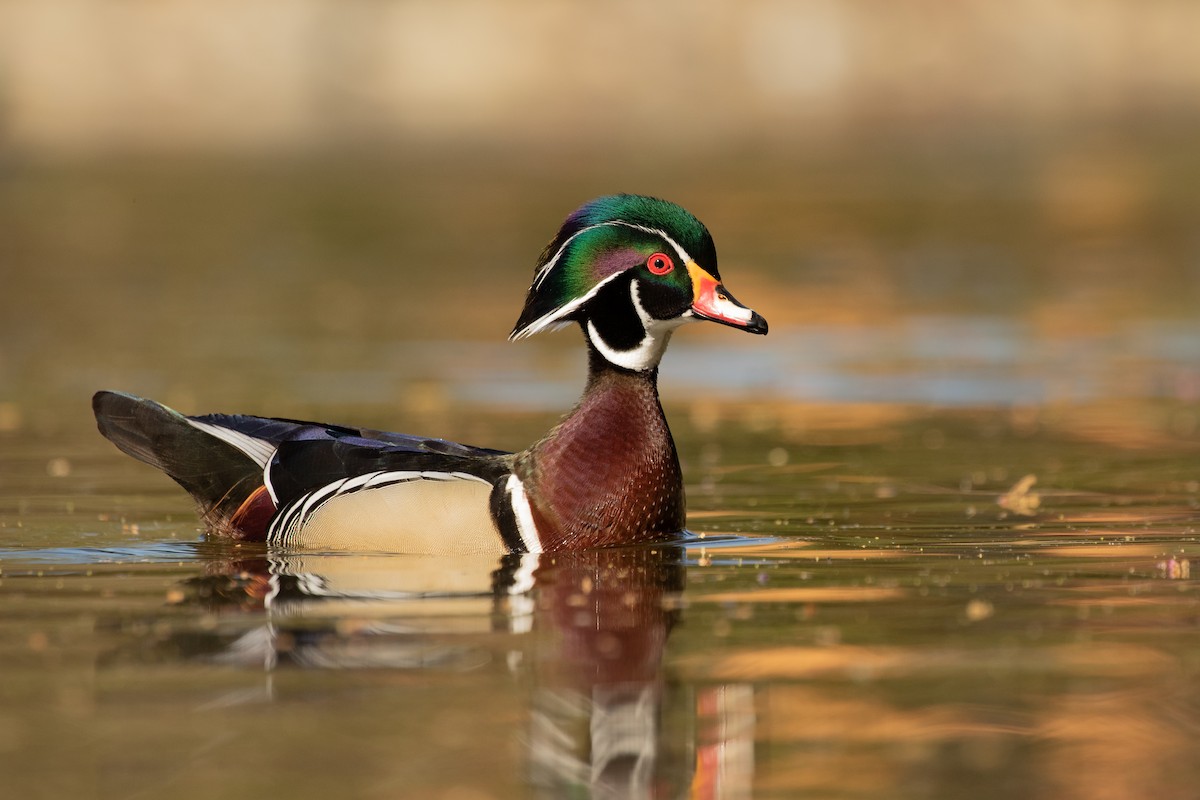 Wood Duck - ML222818781