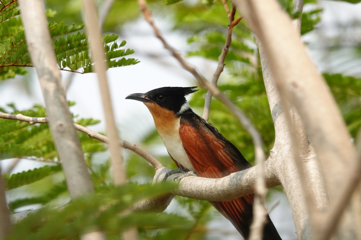 Chestnut-winged Cuckoo - ML222819891