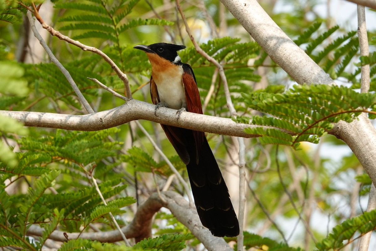 Chestnut-winged Cuckoo - ML222819941