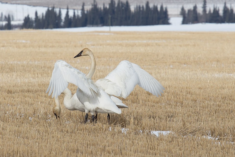 Trumpeter Swan - ML222820321