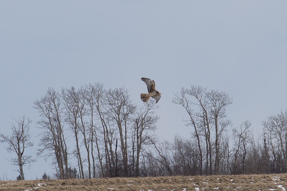 Northern Harrier - ML222820391