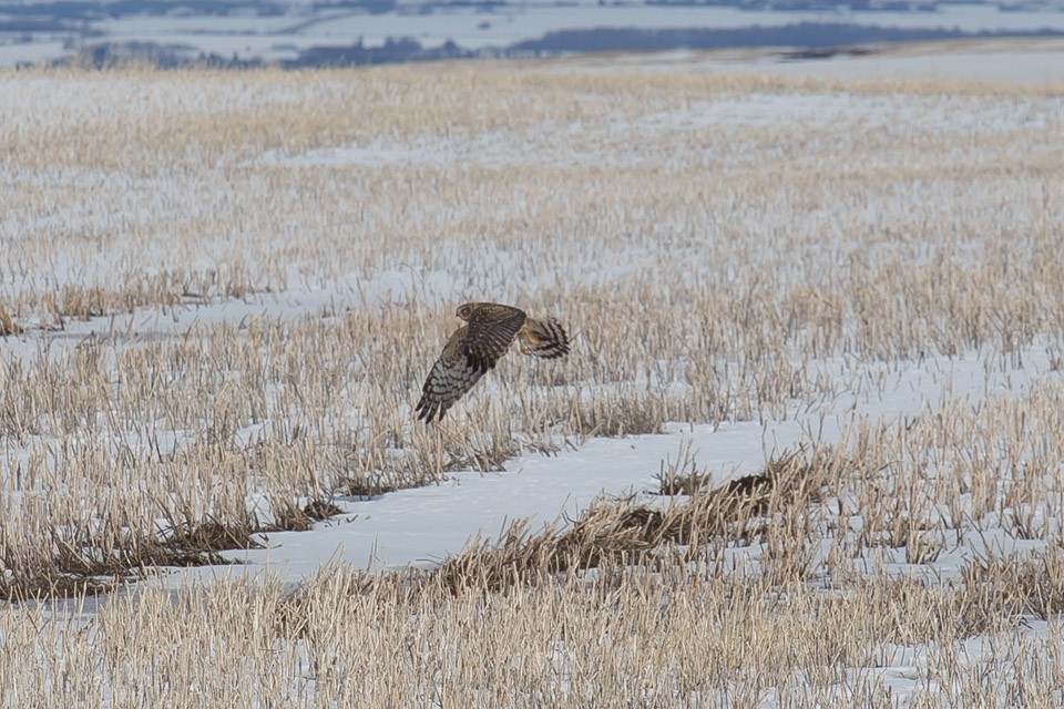 Northern Harrier - ML222820431