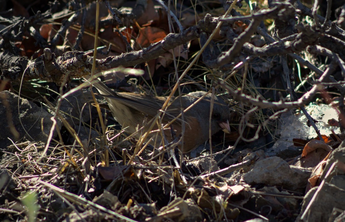 Dark-eyed Junco (Pink-sided) - ML222821371