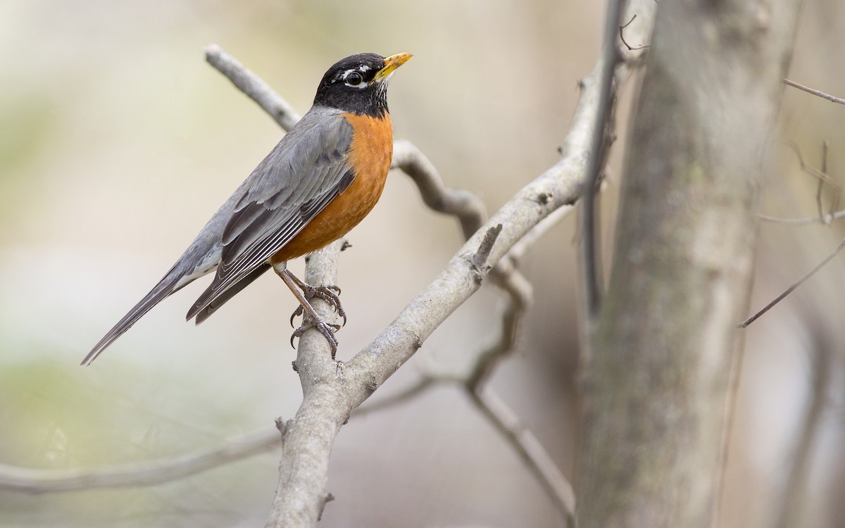 American Robin - Alex Eberts