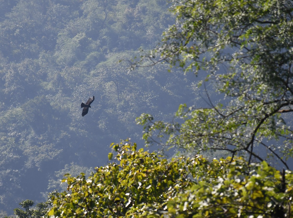 Орел чорний - ML222822251