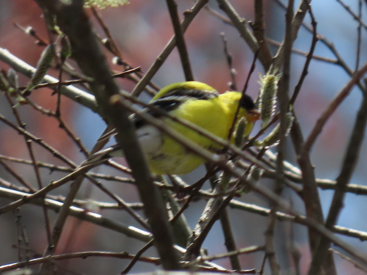 American Goldfinch - ML222825311