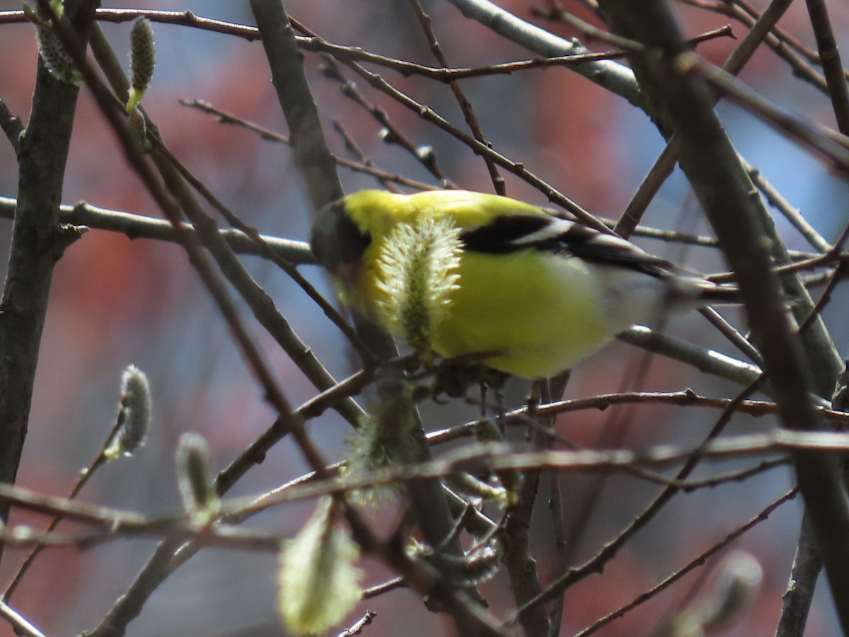 American Goldfinch - ML222825331