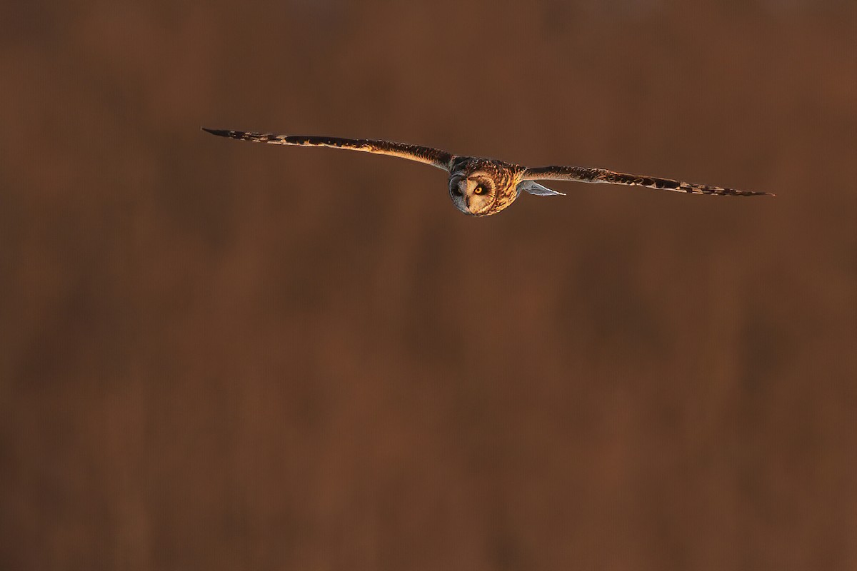 Short-eared Owl - ML222825531