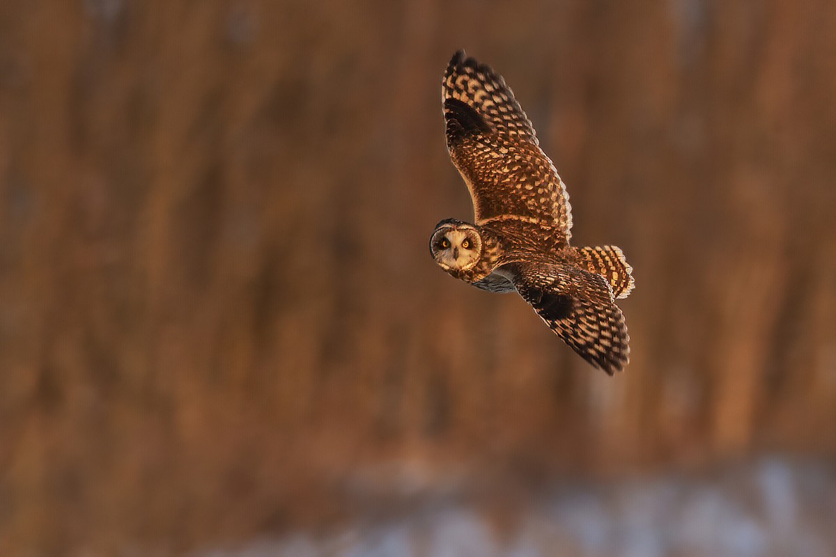 Short-eared Owl - ML222825581