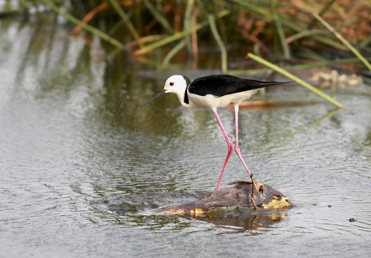 Pied Stilt - ML222825611