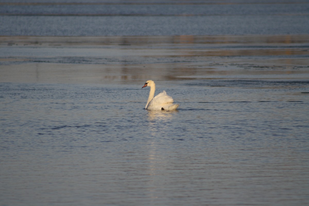 Cygne tuberculé - ML22282581