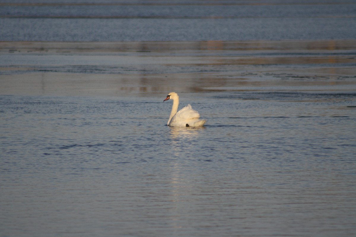 Mute Swan - ML22282581