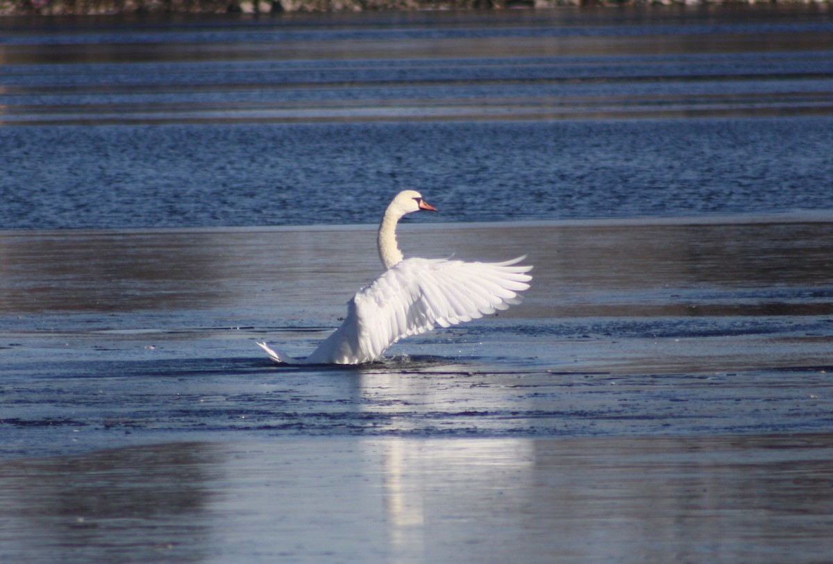 Cygne tuberculé - ML22282601
