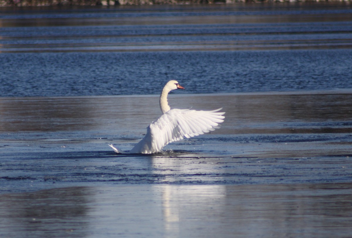 Mute Swan - ML22282601