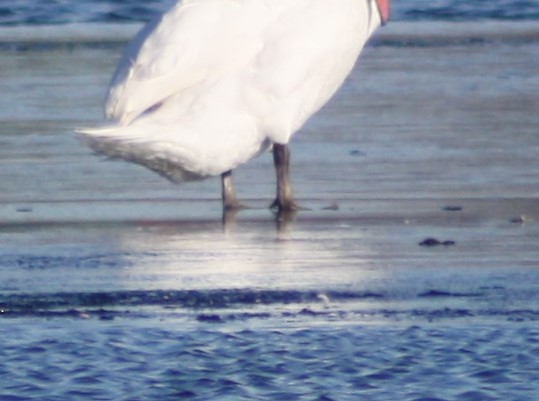 Cygne tuberculé - ML22282611