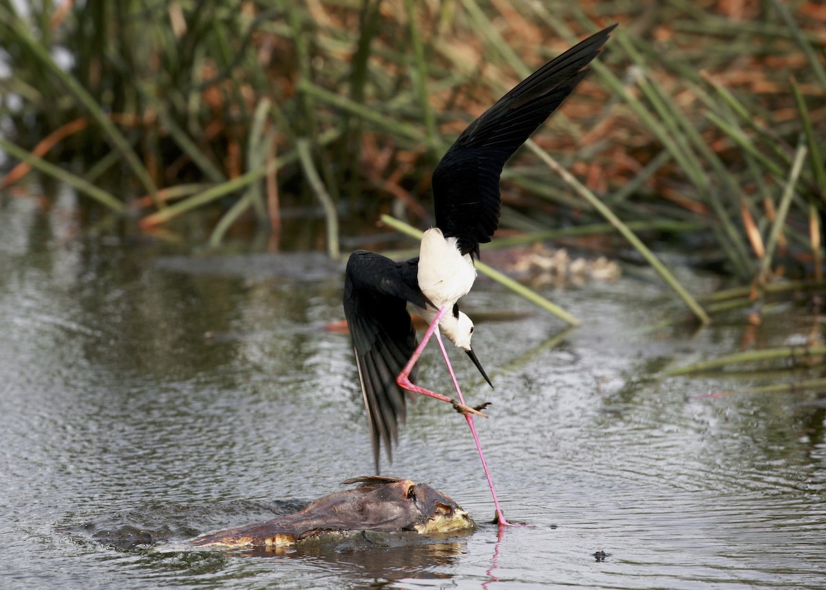 Pied Stilt - ML222826761